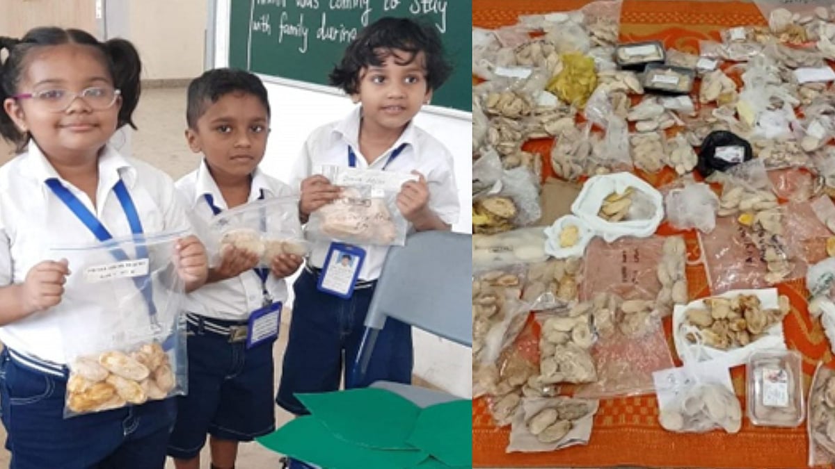 Mango Seeds Collection Drive